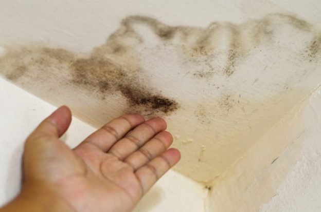 Preventing Mold | Keith Air Conditioning