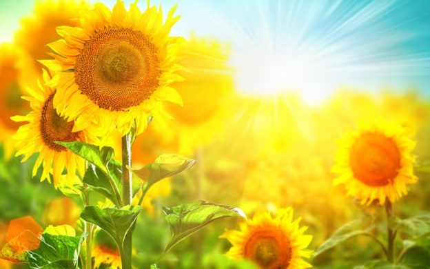 Sunflowers | Air Conditioning Prep for Fall | Keith Air Conditioning