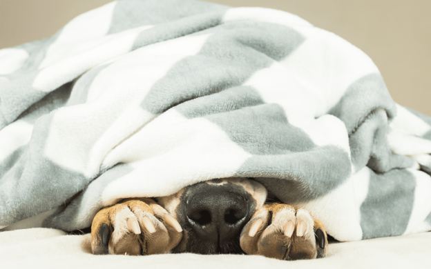 Dog under blanket | Upgrade to a New Furnace | Keith Air Conditioning